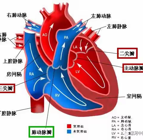 【周医B超】健康科普—心脏彩超提示瓣膜轻度返流，严重吗？