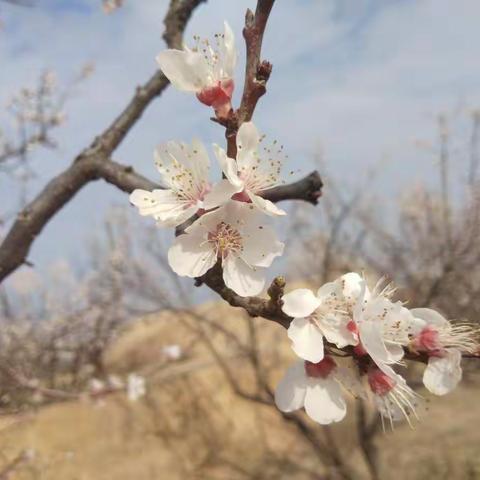 庚子宅家种韭菜