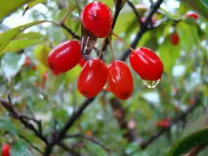 山茱萸---补肝之最