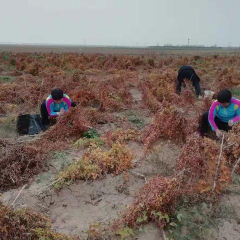 又是一年秋收季，黄河滩区捡山药豆，既休闲娱乐，又收获满满！