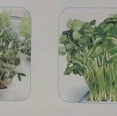 芽苗菜我来养——羊口中心小学三年级综合实践活动