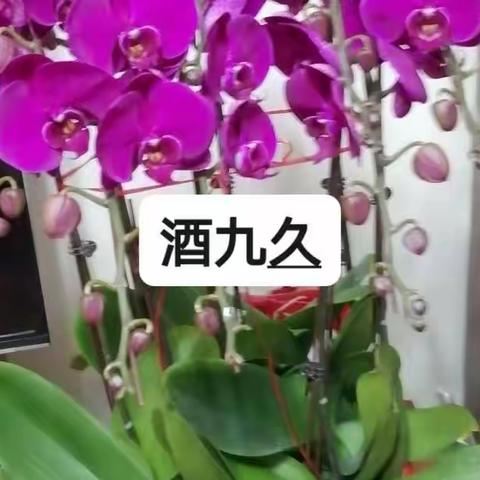 酒与九（写于2021年春节）