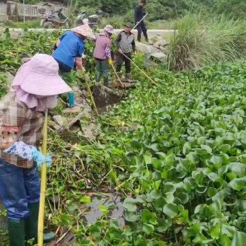 浦口镇开展“整治水葫芦  保护水生态” 清理行动