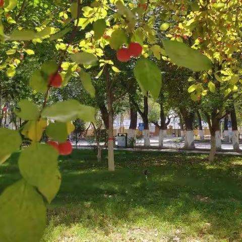 新疆昌吉的初秋                                   时间：2022年9月7日    地点：昌吉市海棠大道