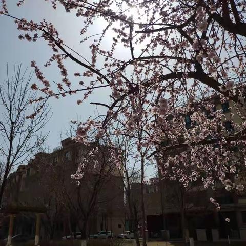 新疆昌吉市绿洲路街道海棠社区居民小区2022春色(第一次试着编辑美篇)