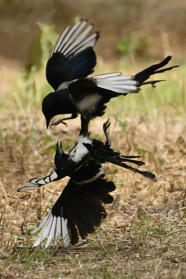 洋湖湿地花喜鹊闹冬