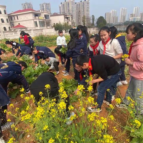 2023年雷锋月赫山区龙洲小学1807班劳动采摘活动记录