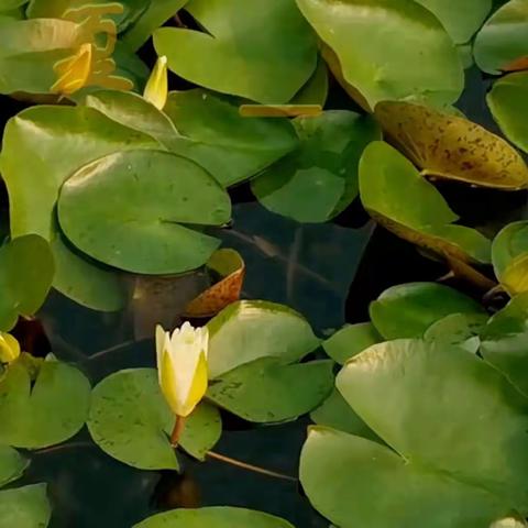 夏日莲塘听雨声  花开花合飞彩虹