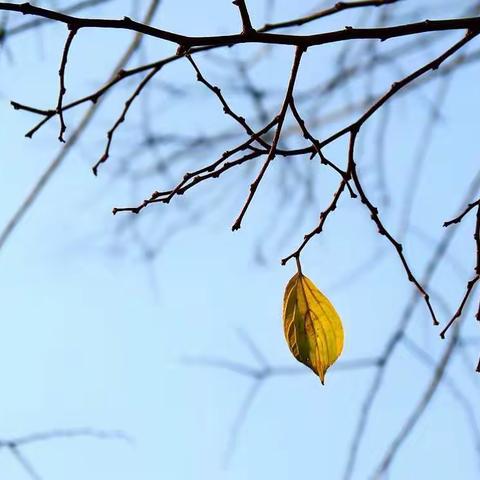 拈花姑苏，一叶报秋