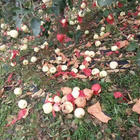 风雨砺初心 救灾显担当－人民银行大石桥市支行全力做好抗灾救灾金融服务工作