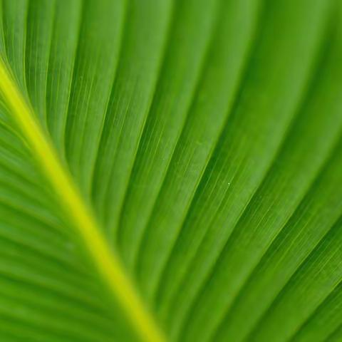 绿色全面屏壁纸