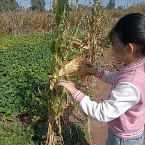 走进田间地头，感悟劳动辛苦