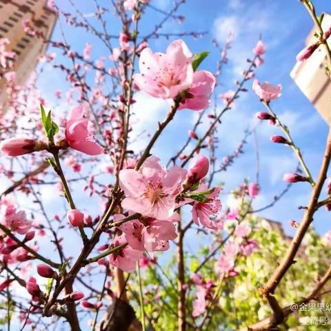 春暖花开“趣”游春