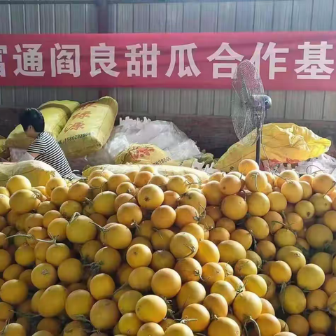 周至电商企业助力阎良甜瓜销售纪实