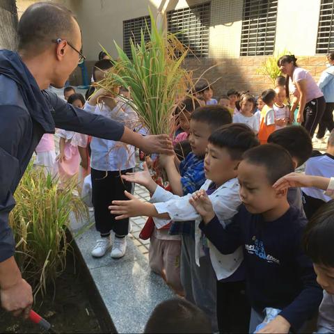 洞口县鳌头幼儿园种植体验课程“稻谷熟了”