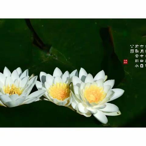 睡莲盛开