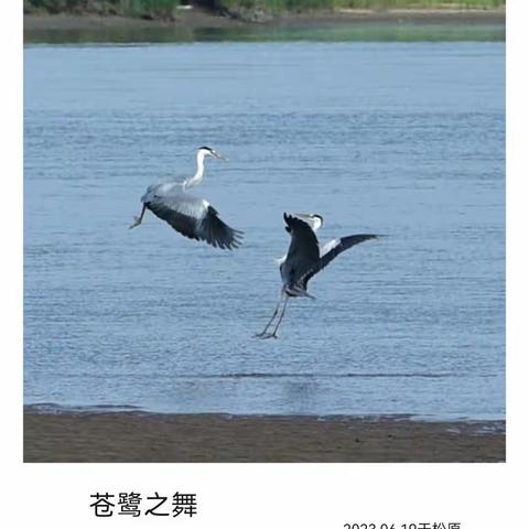 苍鹭之舞