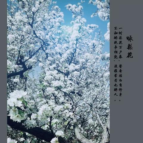 咏梨花