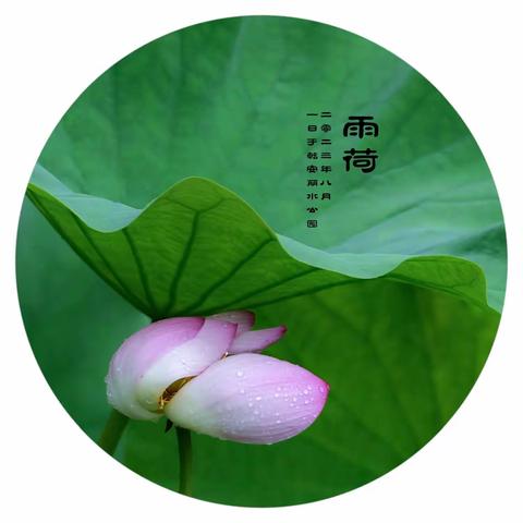 雨荷