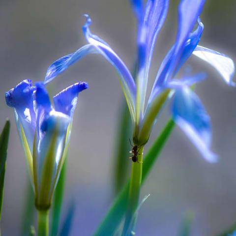 马兰花