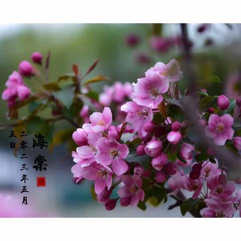 咏海棠