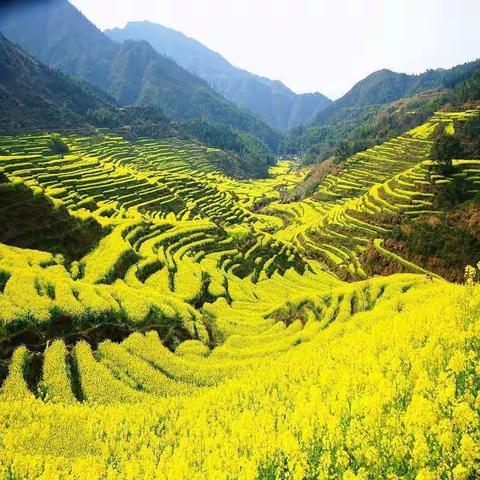 五律 • 赏油菜花 二首 (平水韵)