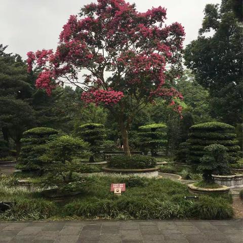 细雨蒙蒙，烟雾凫凫，领略充满现代气息的蜀都，更忆起儿时的味道