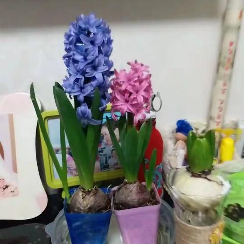 微小世界里的美