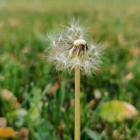 培训中的蒲公英和蜗牛