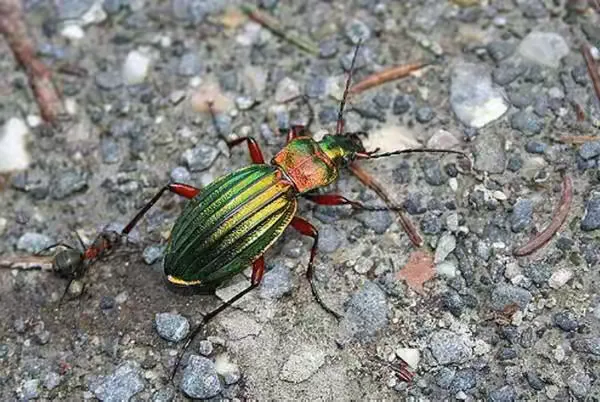 ⭕️金步甲的婚俗 金步甲对对方相见一见钟情，在新婚后被咬的只剩下一节，甚至还有的义无反顾继续未完成的
