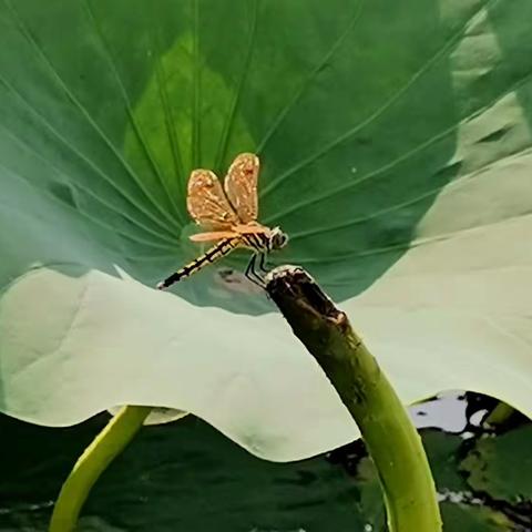 静对图书寻乐趣    闲看花鸟会天机