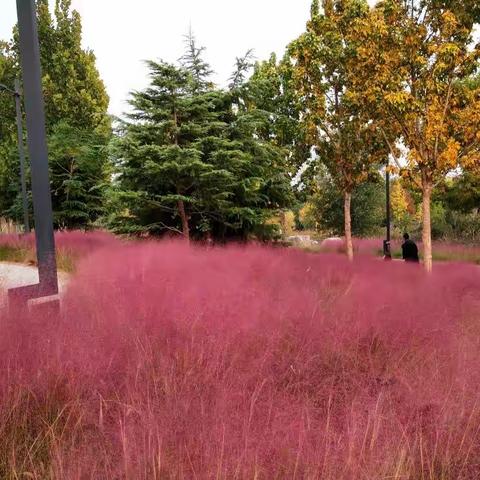 树树皆秋色，草草染黛粉