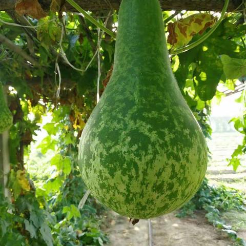 《黄帝内经》教你夏天如何养长？