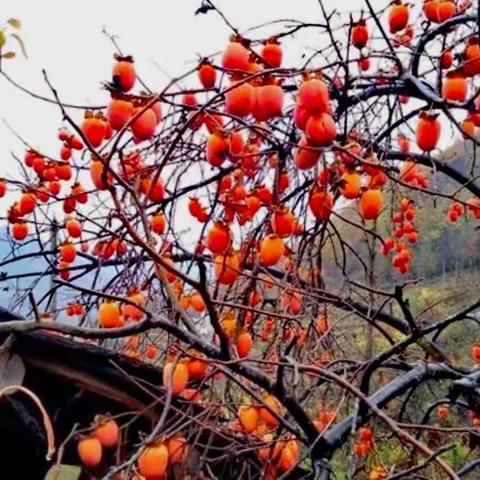 回乡偶记——给灵魂一个安静的角落