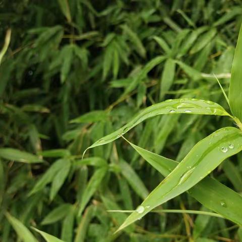 雨后