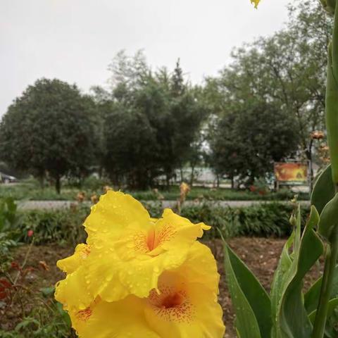 雨后娇媚