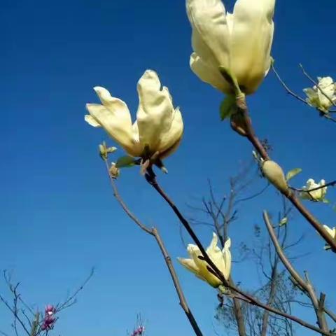 玉兰花开