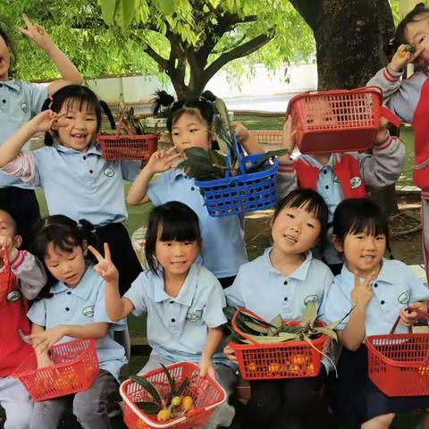 甜甜的枇杷能干的你—水富市幼儿园宝贝们和枇杷的浪漫约会