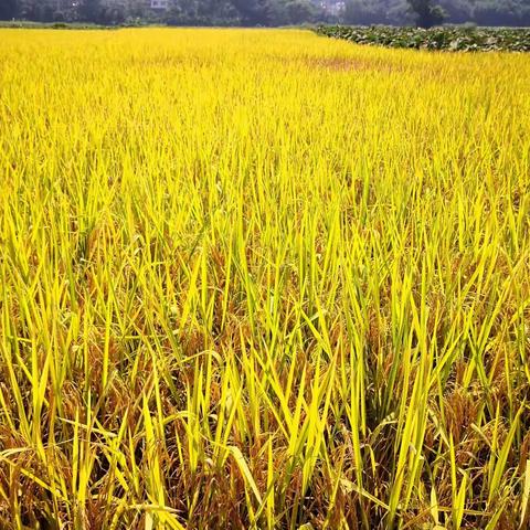 夏收夏种双抢季