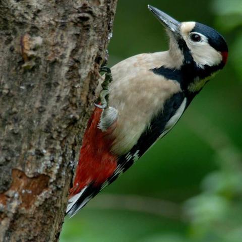啄木鸟在行动——华润实验小学3.3中队普通话推广活动