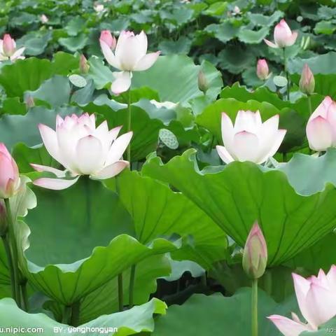 赏荷、读书 ，阅自然生机 ，览古今学问。——华润实验小学二(3)阳光中队，飞鹰小队体验行