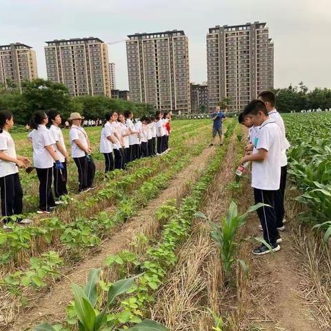 义务拔草活动，体验劳动的快乐