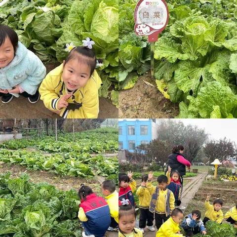 “亲近自然，收获喜悦”——冠博幼儿园苗苗班农场体验