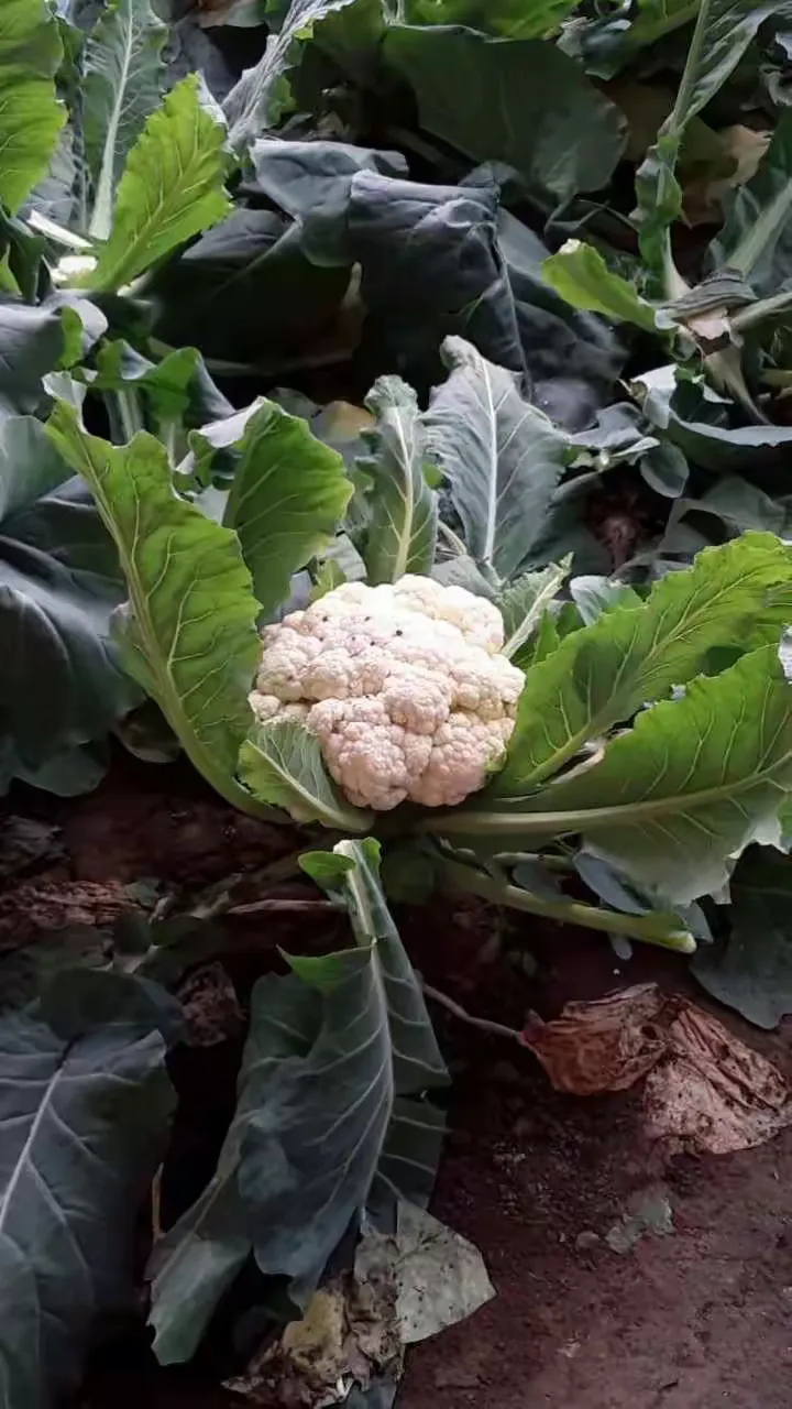 2017-11-21～～小汤山特菜大观园
