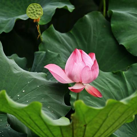 荷花