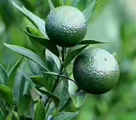 馨紫轩茶叶之小青柑篇