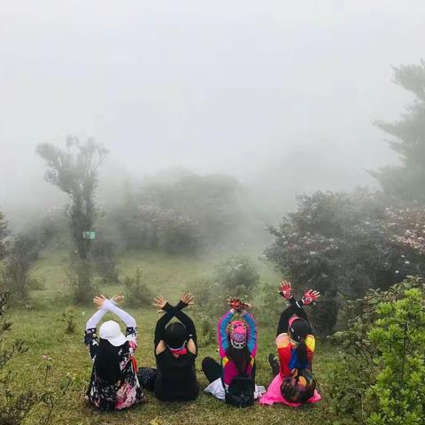 天花顶杜鹃花灿烂等你来