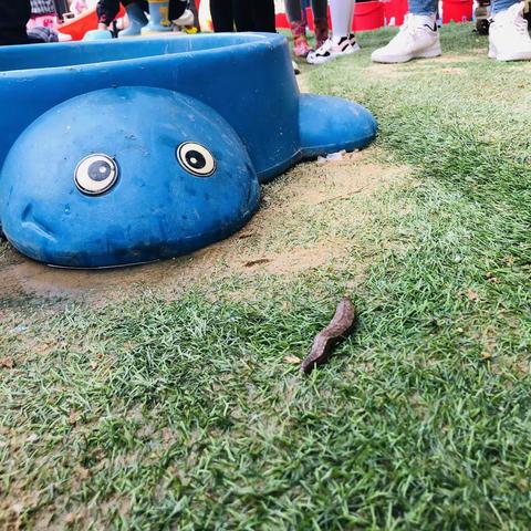 遇见“鼻涕虫”