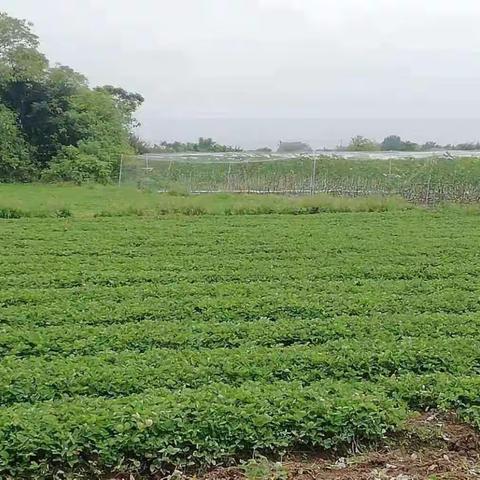 朱大塘村草莓苗等待你的选购