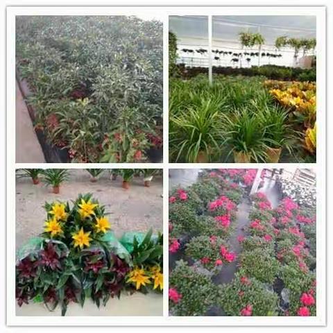 🎄圣诞节，到朱大塘和美丽庭院🌺来一场美妙的约会吧